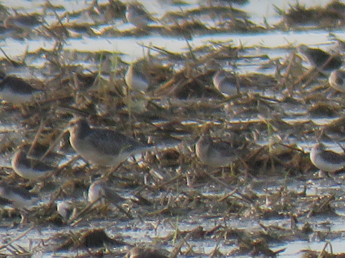 Sharp-tailed Sandpiper - ML643172295