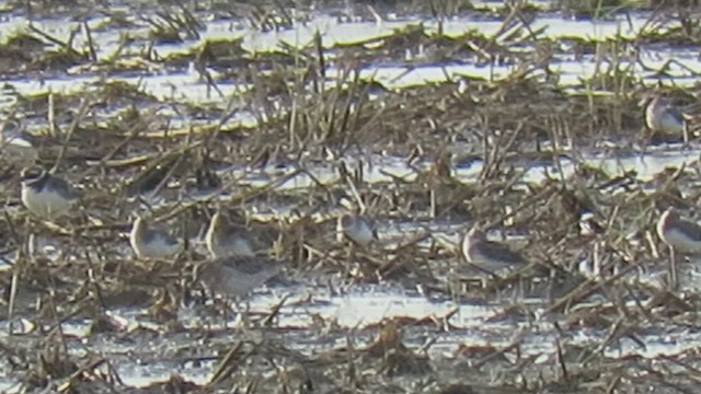 Sharp-tailed Sandpiper - ML643172296