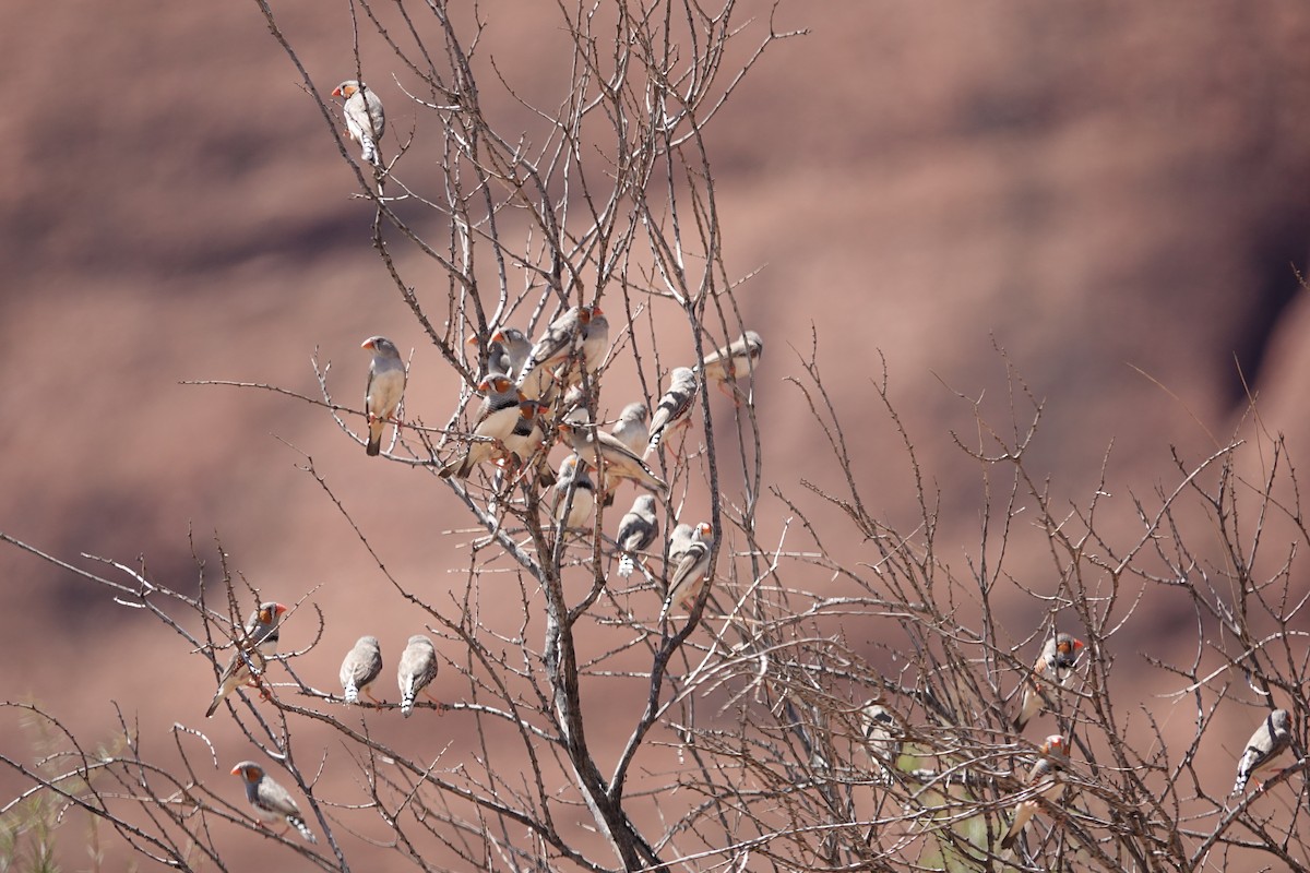 Zebra Finch - ML643172317