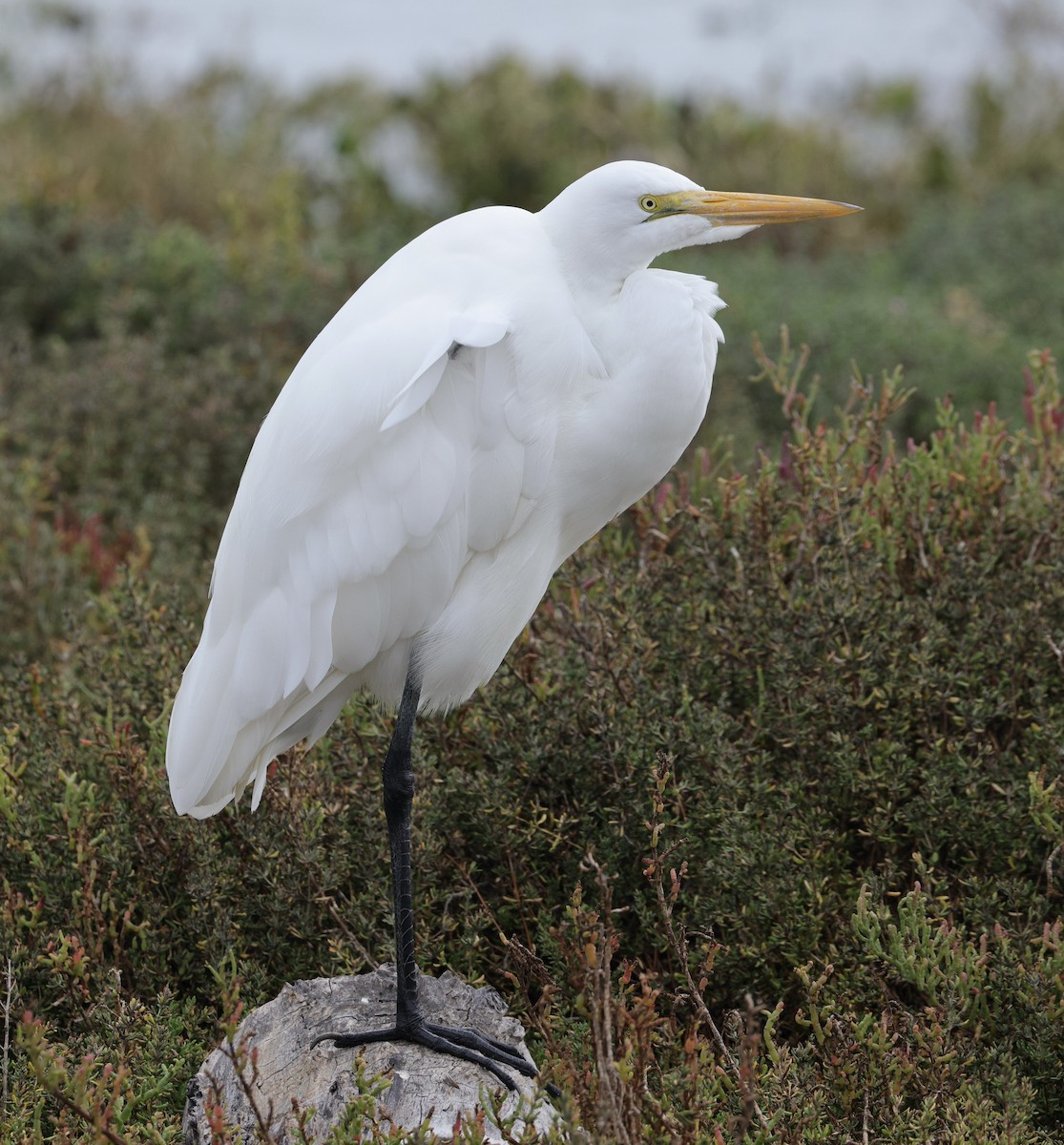 Grande Aigrette - ML643172325