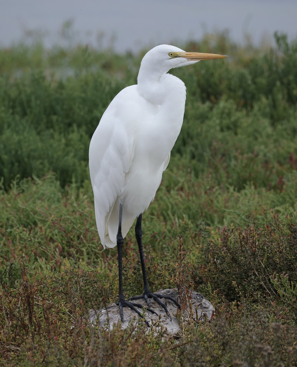 Grande Aigrette - ML643172327