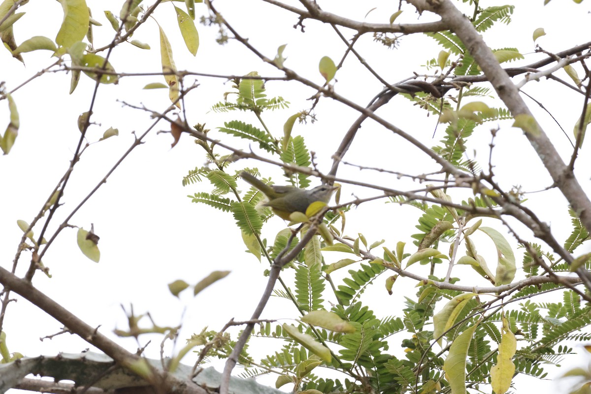 Three-banded Warbler - ML643172348