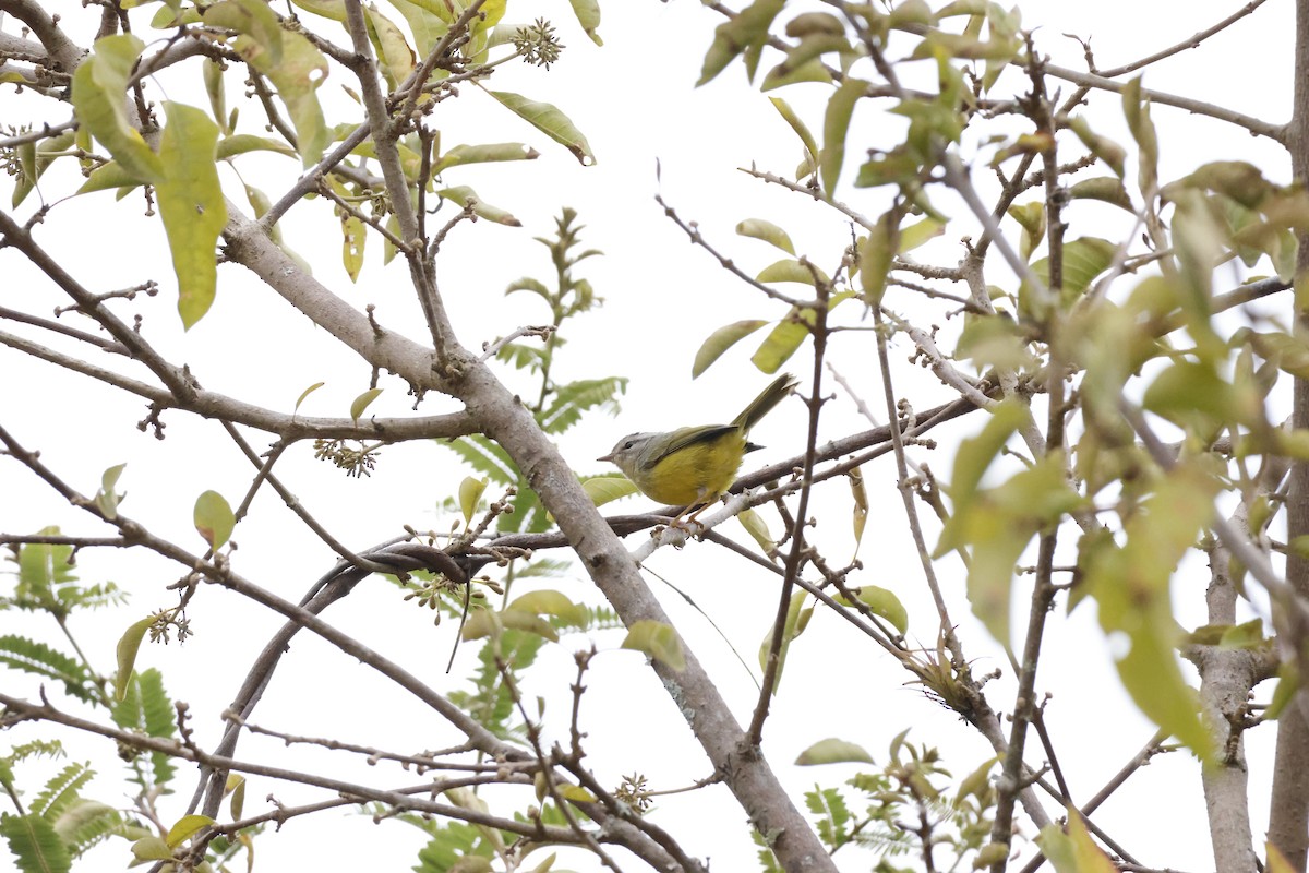 Three-banded Warbler - ML643172349