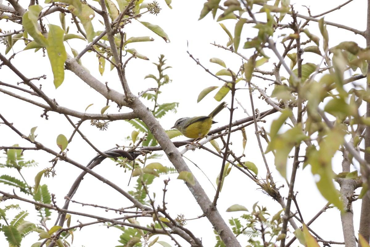 Three-banded Warbler - ML643172350