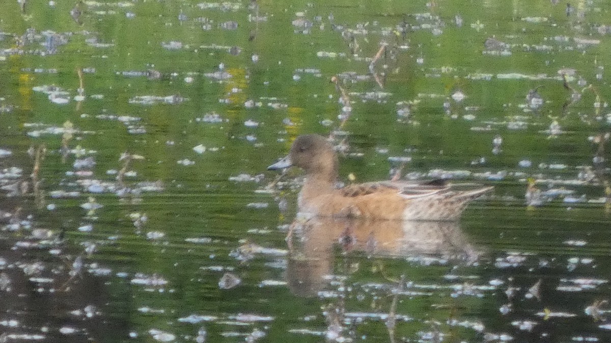 Eurasian Wigeon - ML643172355