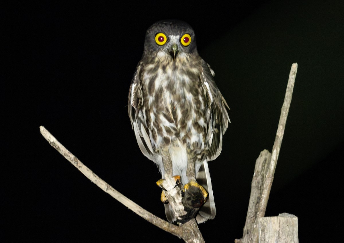Northern Boobook - ML643172356