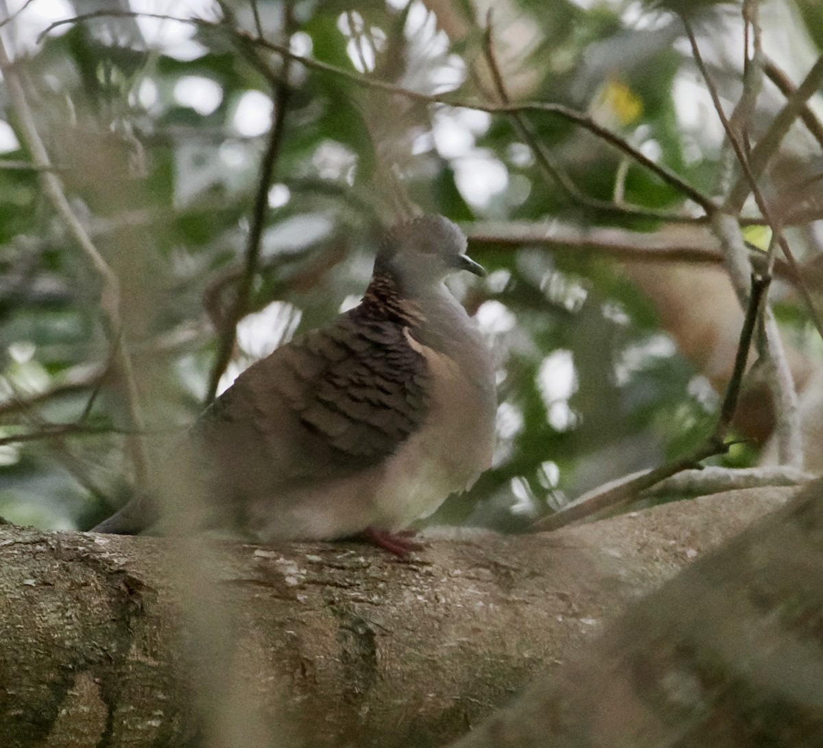 Bar-shouldered Dove - ML643172367