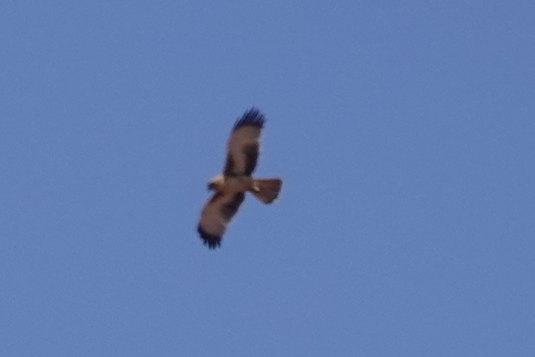 Австралийский орёл-карлик - ML643172368