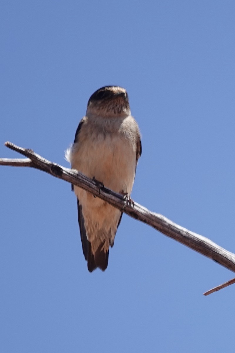 Австралийская ласточка - ML643172384