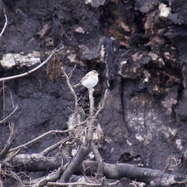 Chingolo Pálido - ML643172393