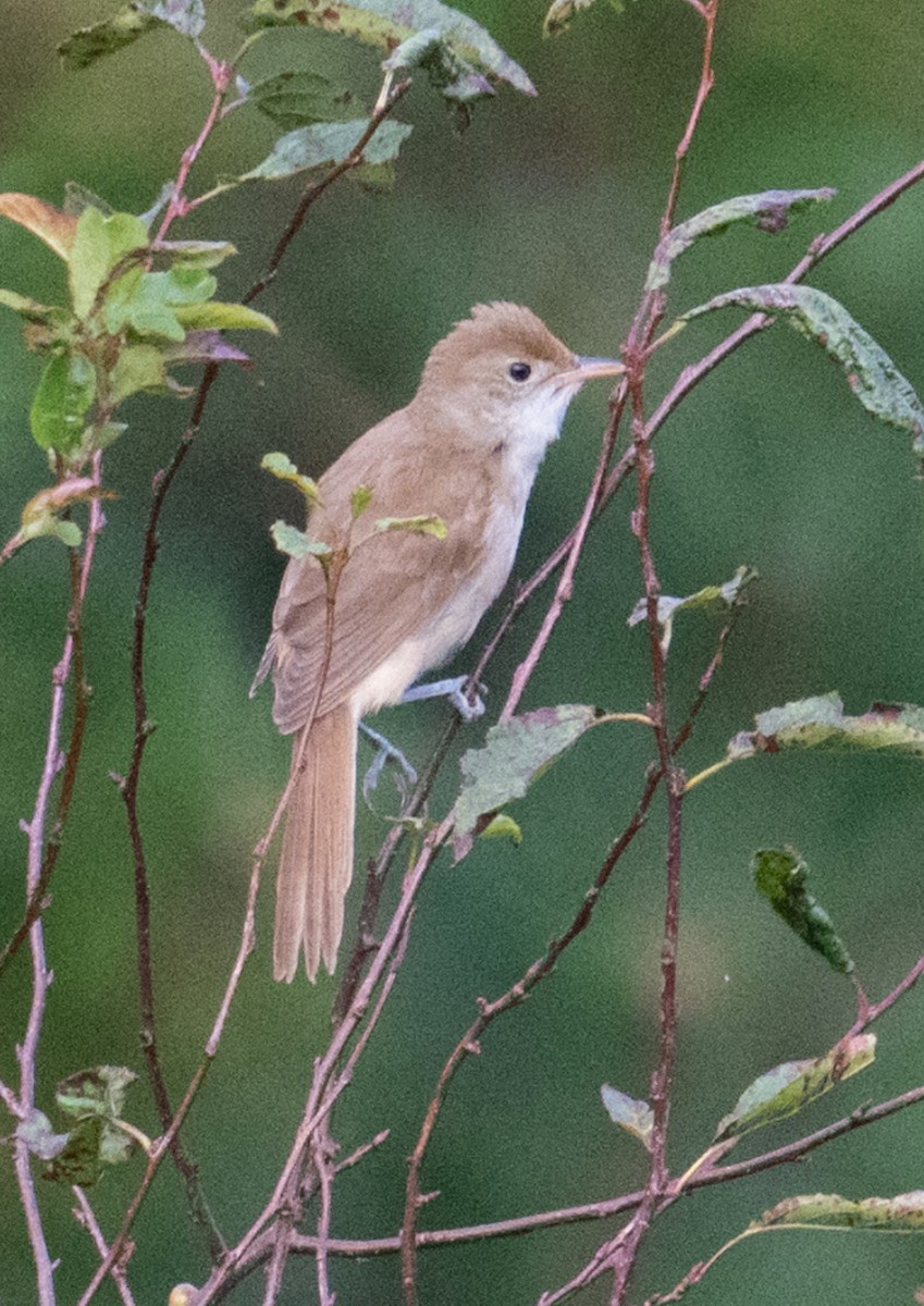 Thick-billed Warbler - ML643172397