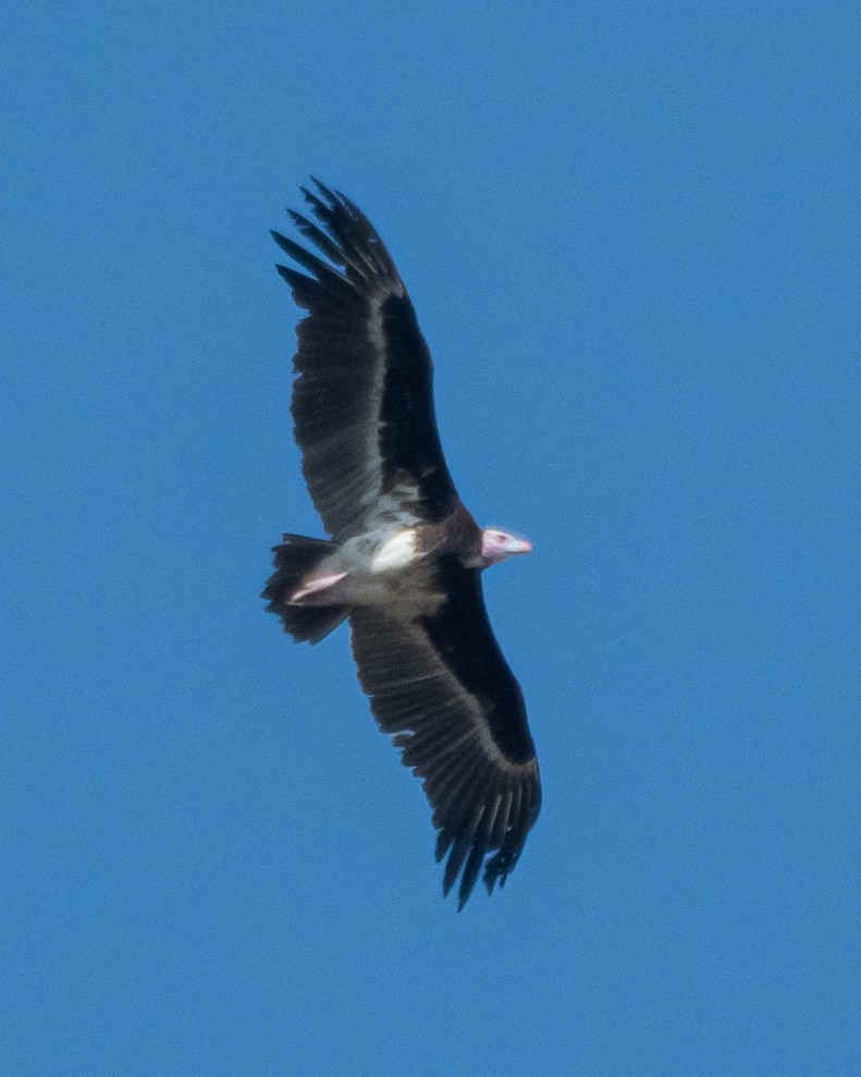 White-headed Vulture - ML643172419