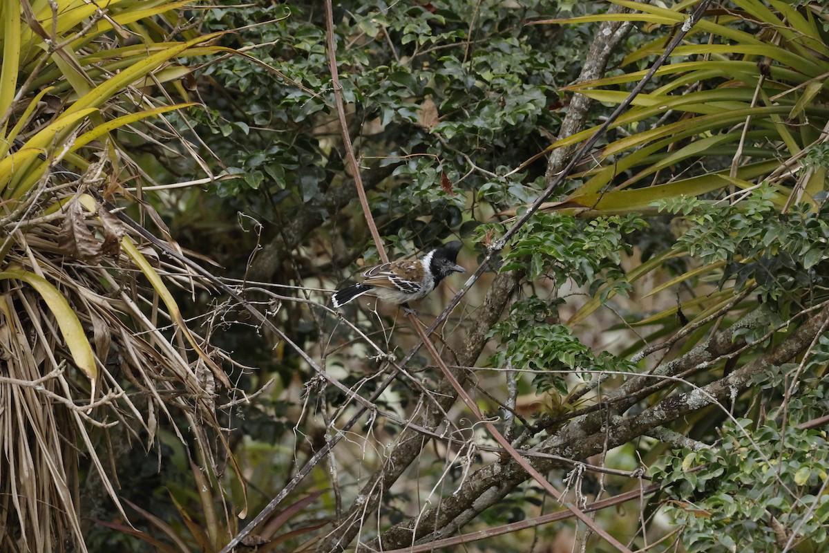 Collared Antshrike (Collared) - ML643172420