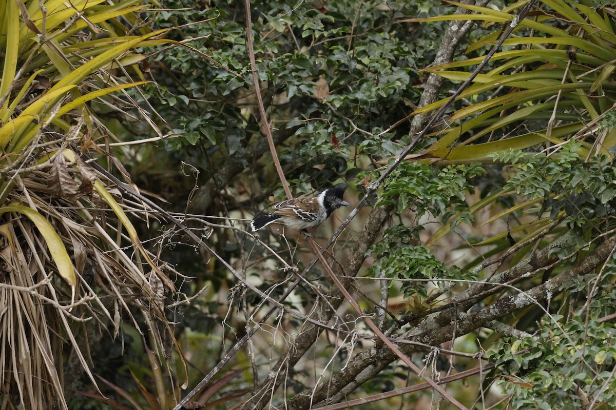 Collared Antshrike (Collared) - ML643172421