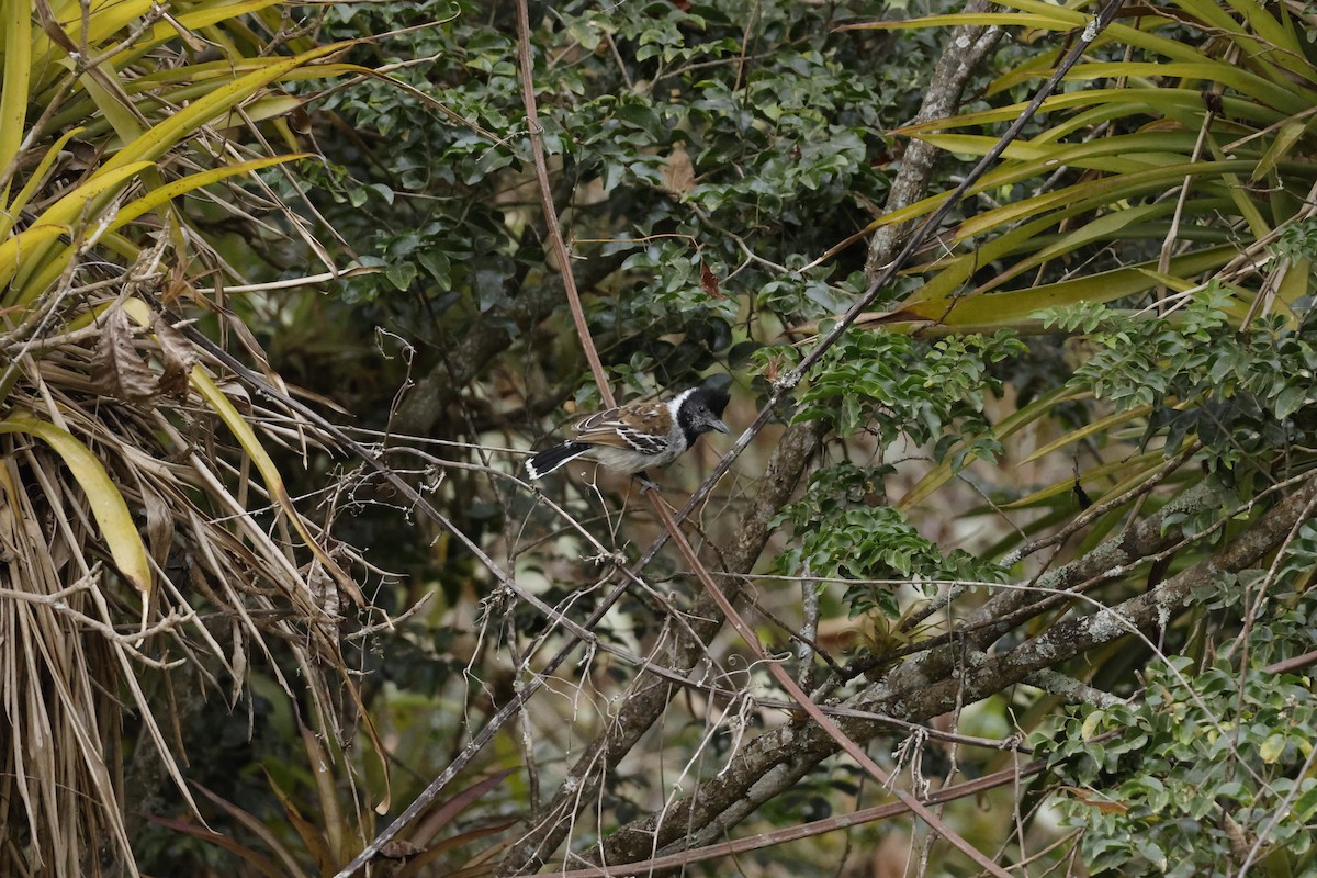Collared Antshrike (Collared) - ML643172422