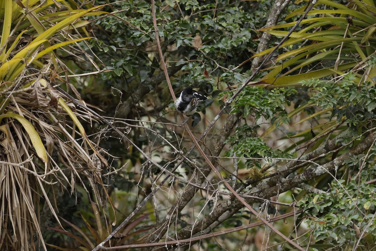 Collared Antshrike (Collared) - ML643172423