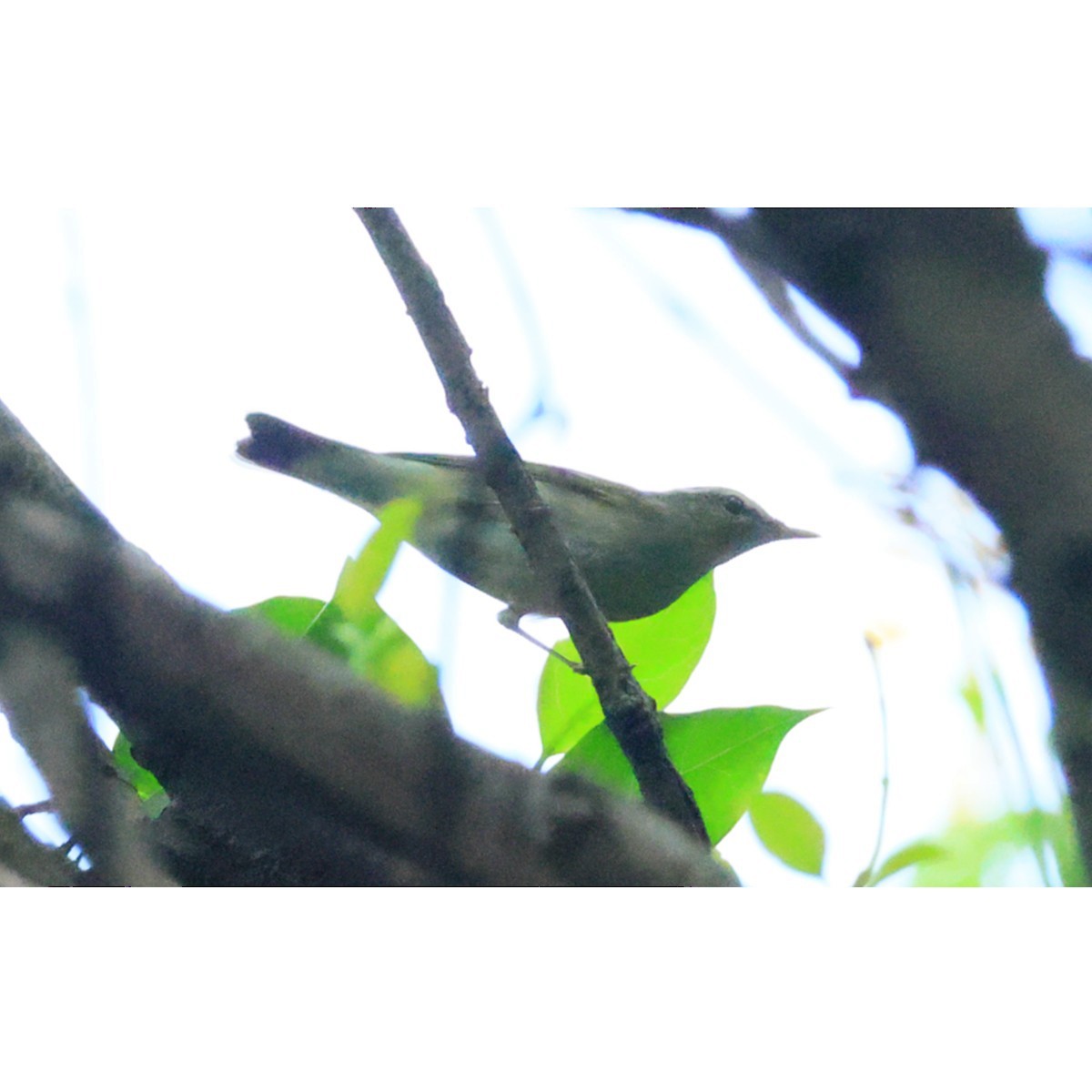 Kamchatka Leaf Warbler - ML643172432