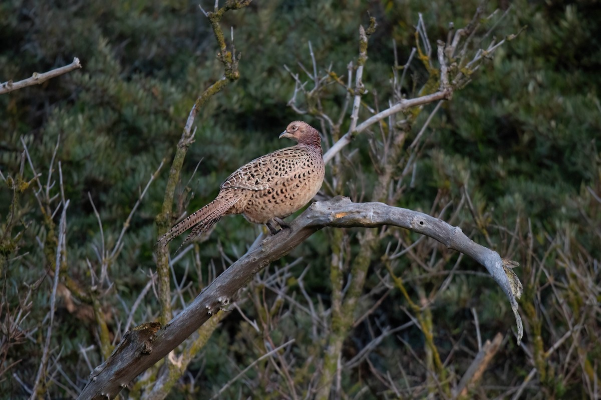 Ring-necked Pheasant - ML643172438