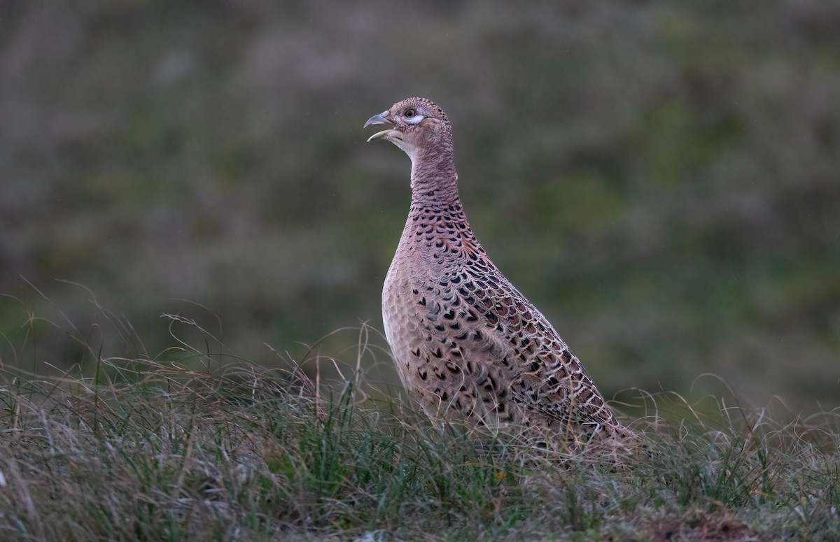 Ring-necked Pheasant - ML643172439