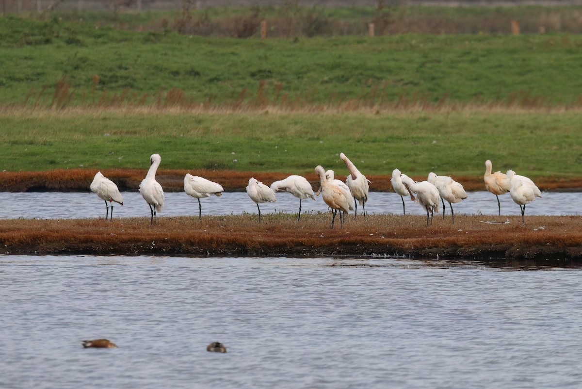 Eurasian Spoonbill - ML643172449