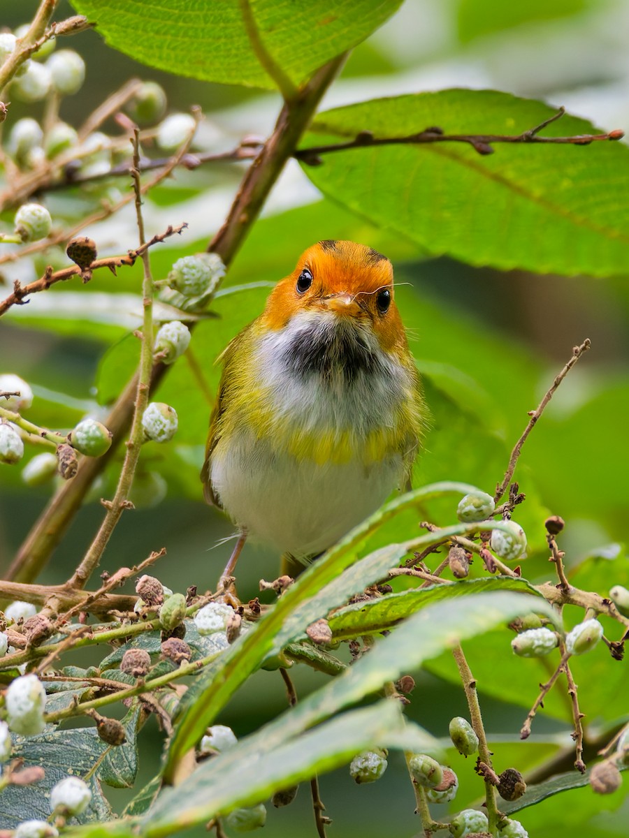 Rufous-faced Warbler - ML643172458