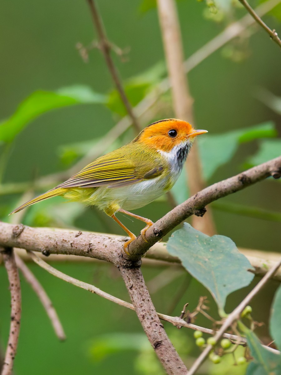 Rufous-faced Warbler - ML643172459