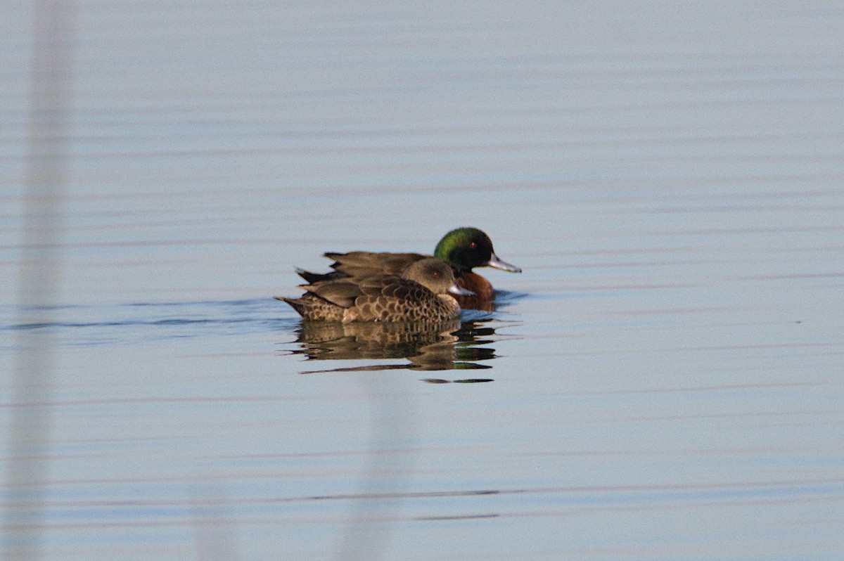 Chestnut Teal - ML643172510