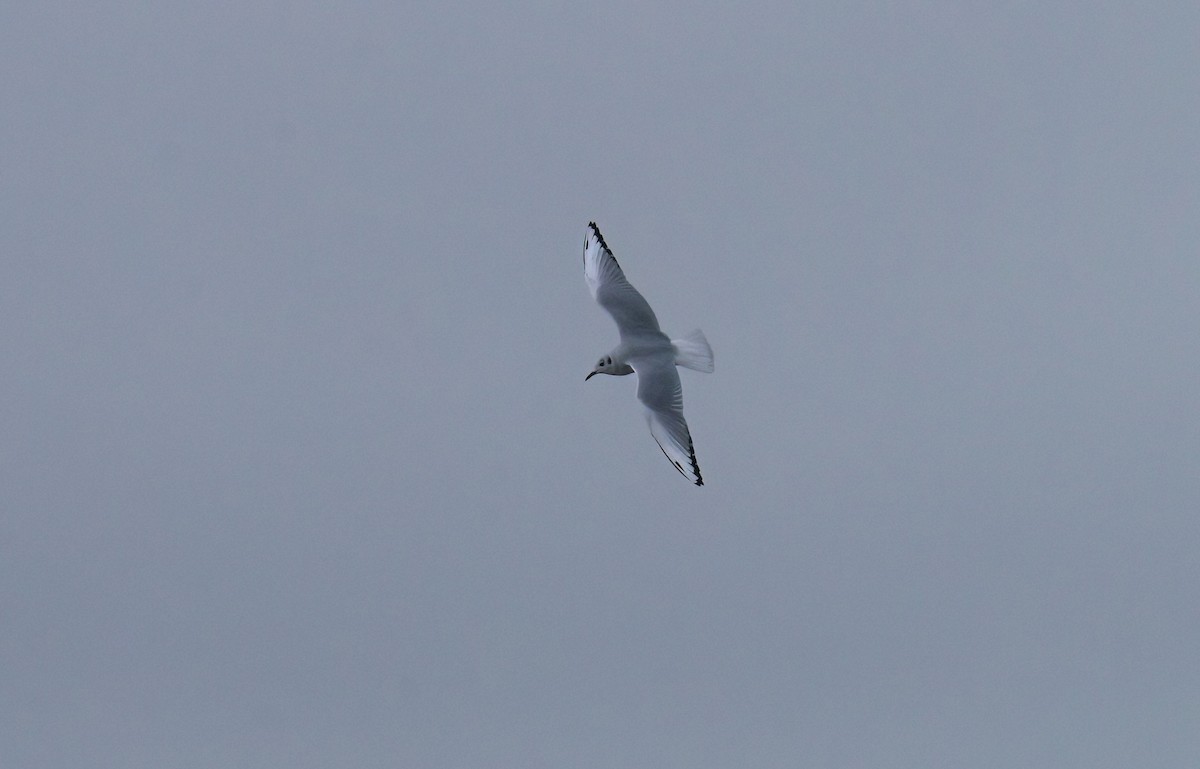 Bonaparte's Gull - ML643172513