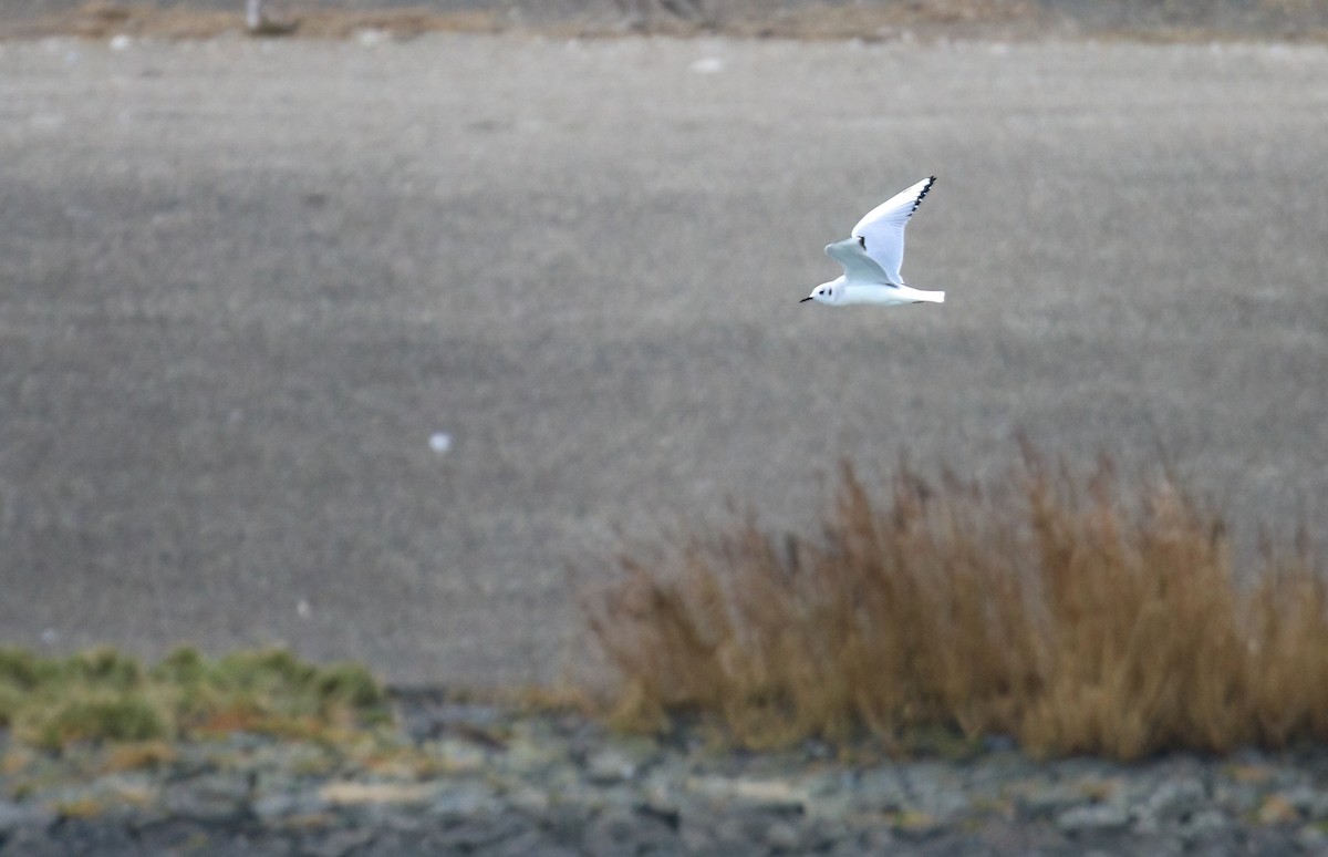 Bonaparte's Gull - ML643172514