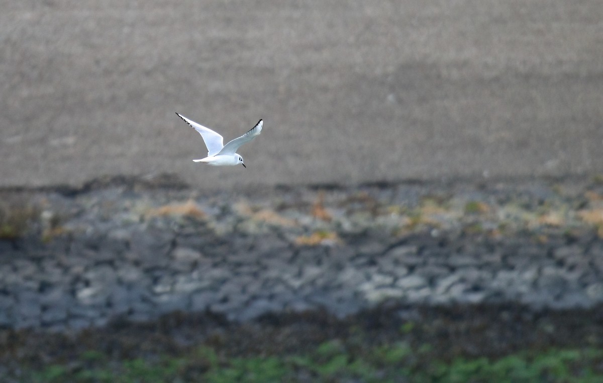Bonaparte's Gull - ML643172515