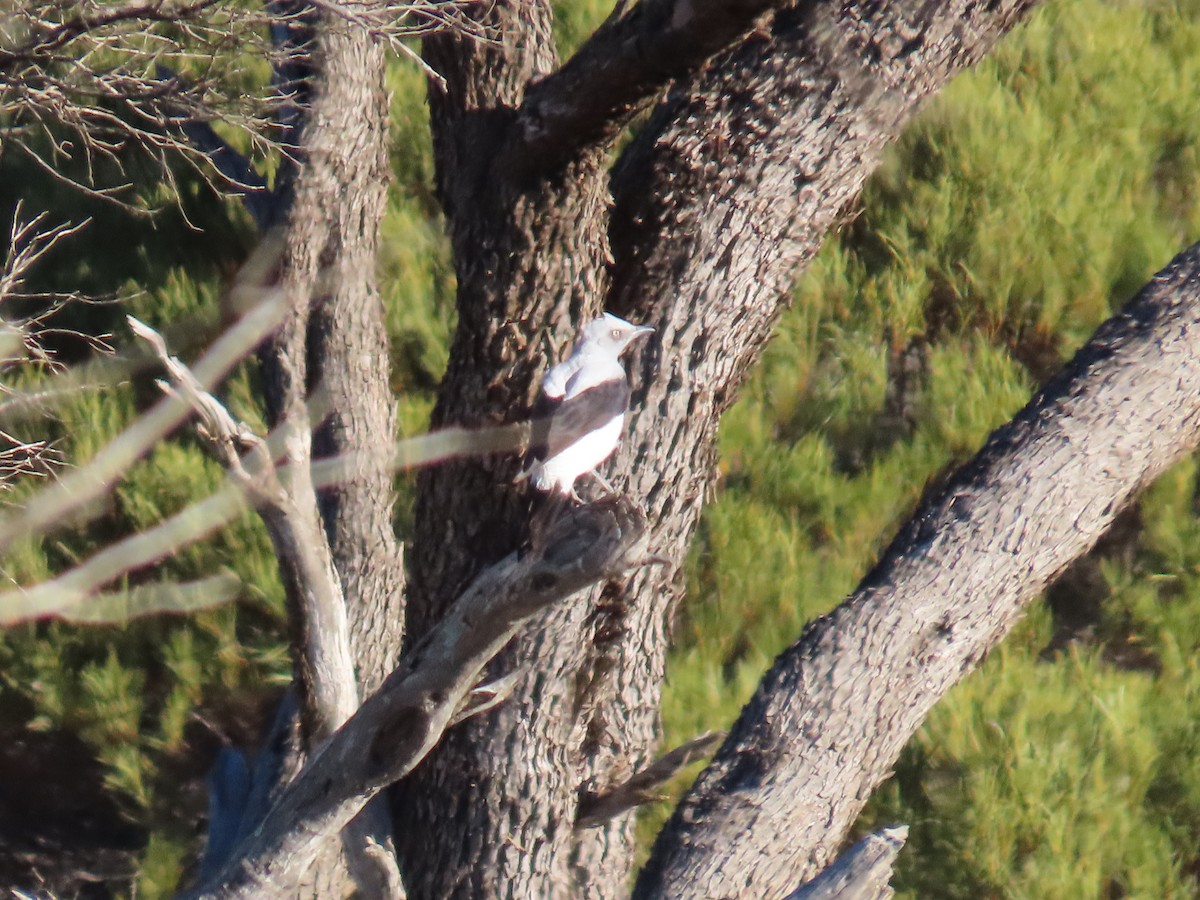 Ground Cuckooshrike - ML643172520