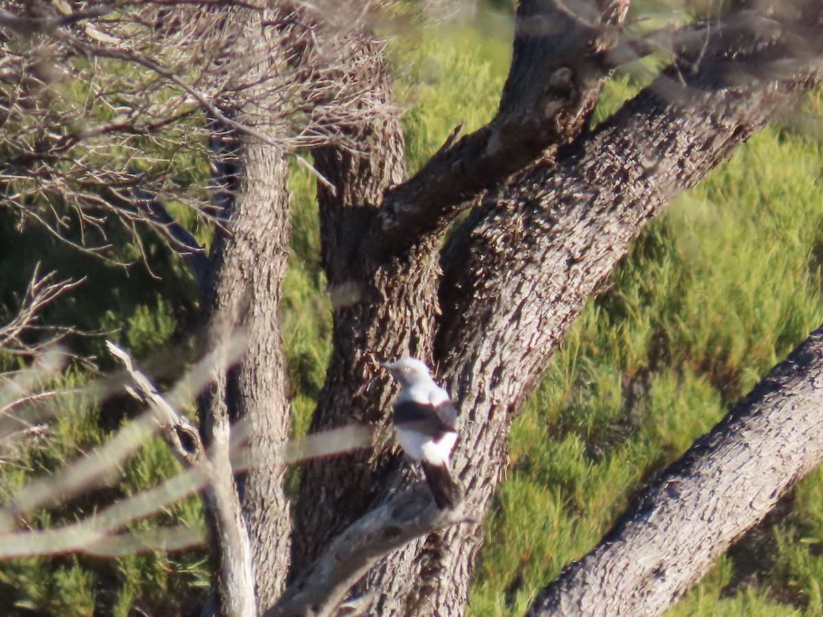 Ground Cuckooshrike - ML643172521