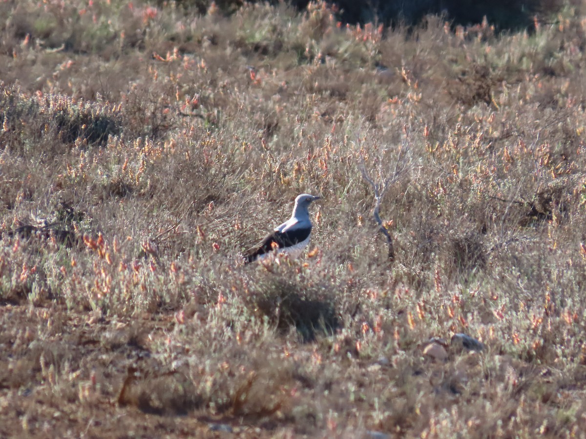 Ground Cuckooshrike - ML643172522