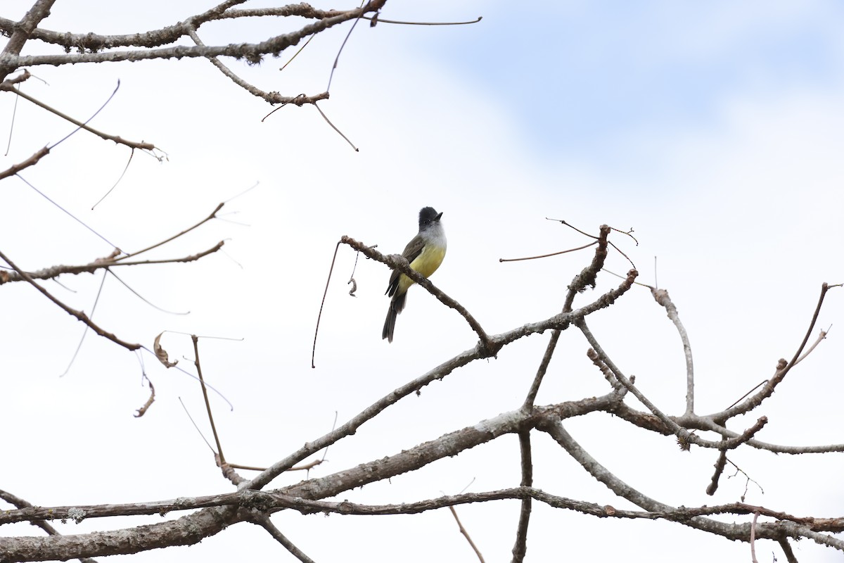 Sooty-crowned Flycatcher - ML643172537
