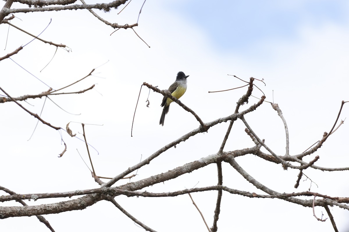 Sooty-crowned Flycatcher - ML643172538