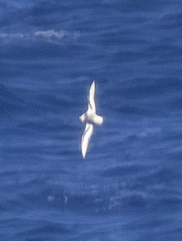 Mottled Petrel - ML643172578