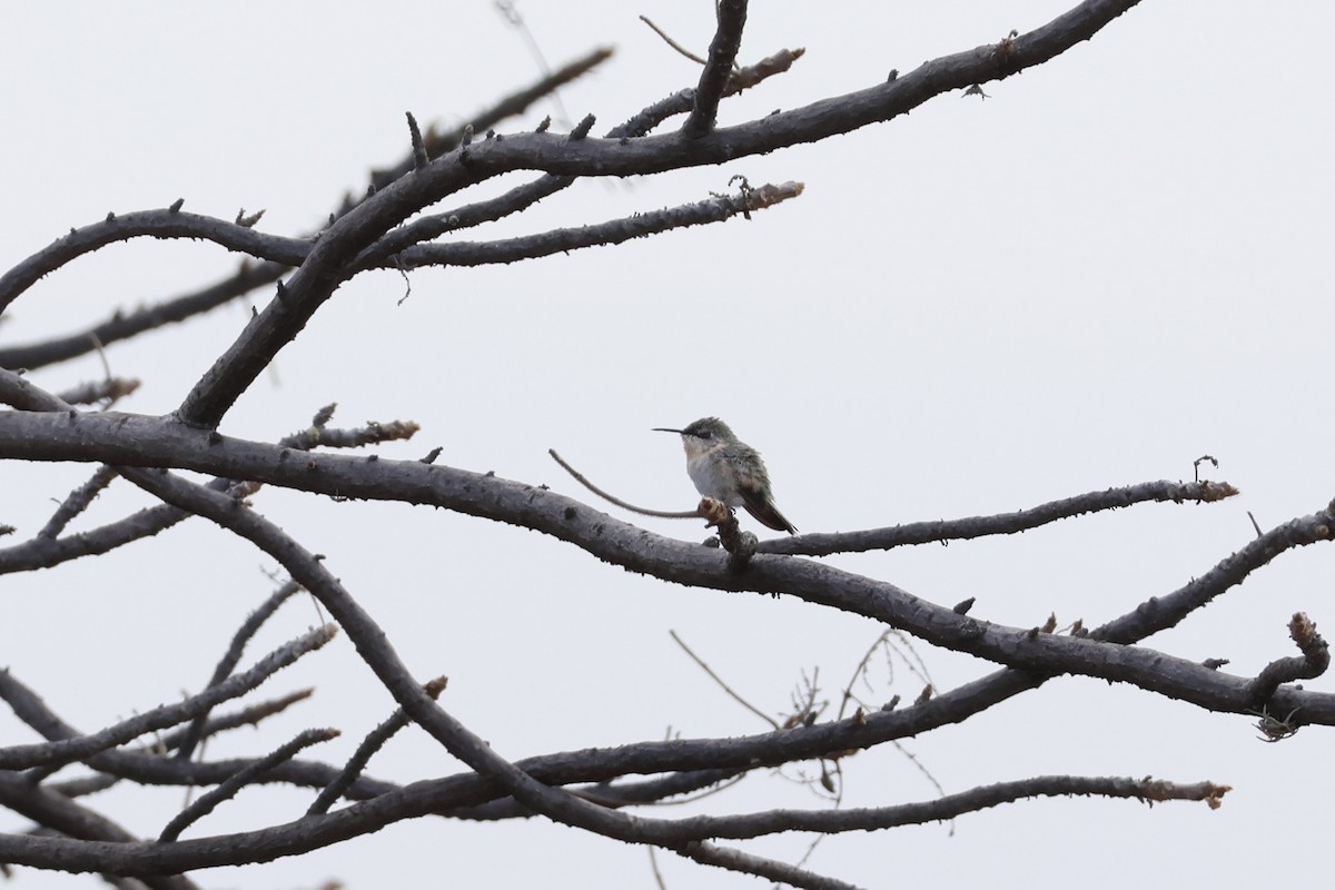 Peruvian Sheartail - ML643172608