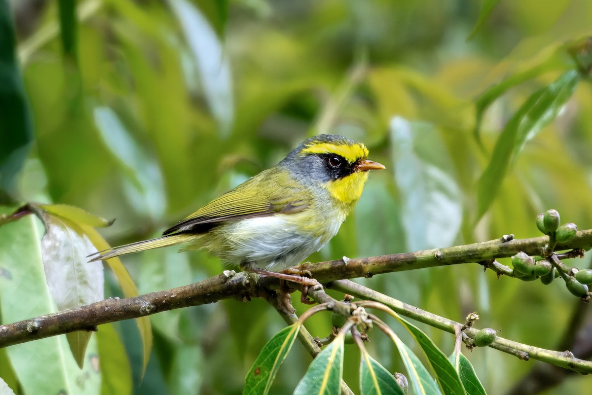 Black-faced Warbler - ML643172612
