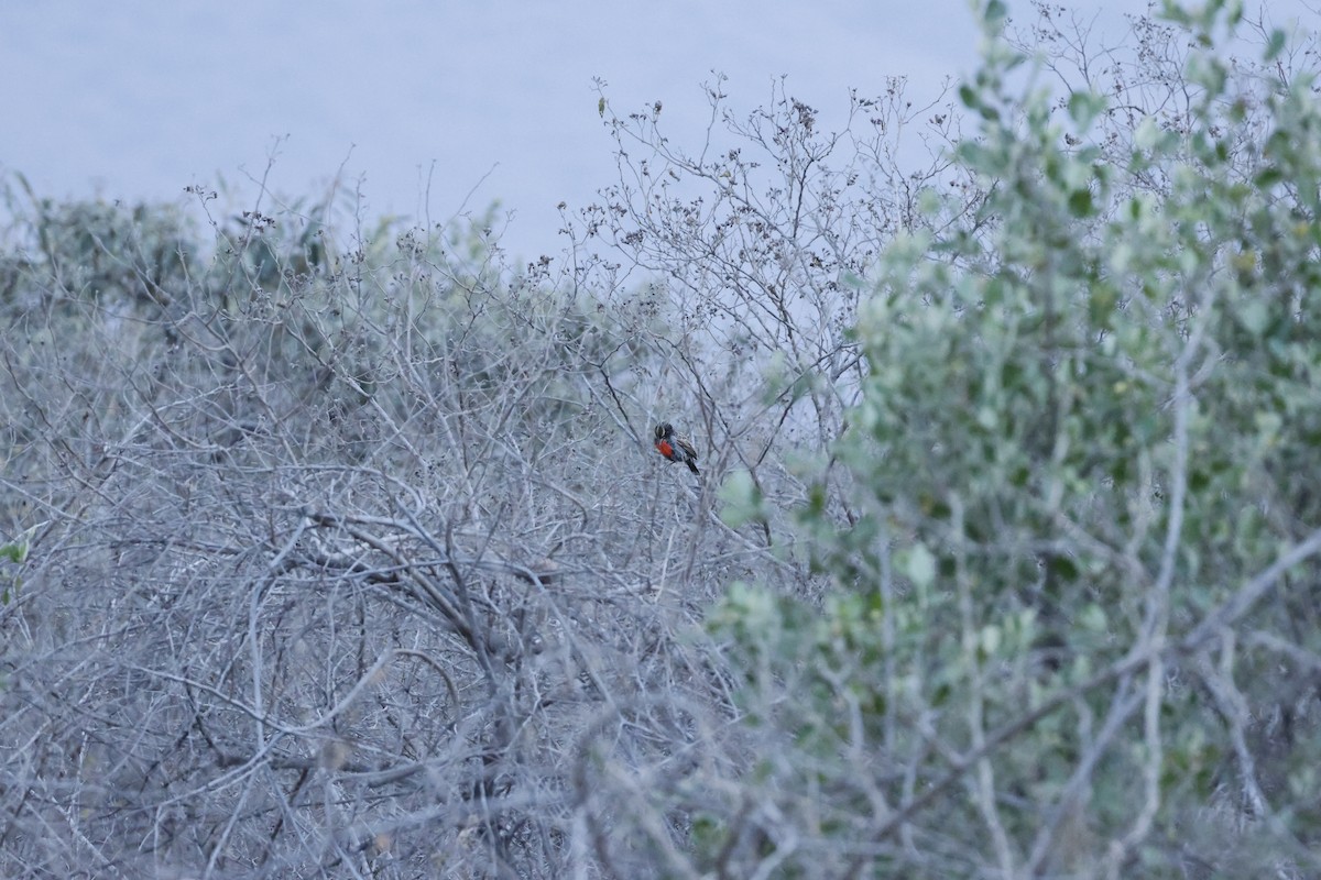 Peruvian Meadowlark - ML643172621