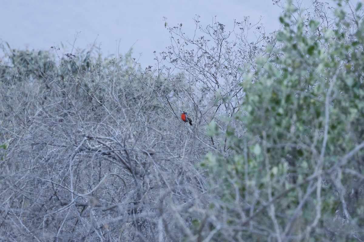 Peruvian Meadowlark - ML643172622