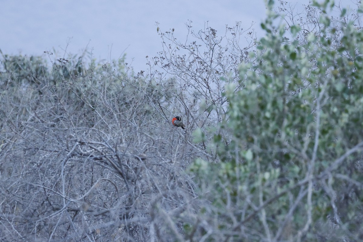 Peruvian Meadowlark - ML643172623