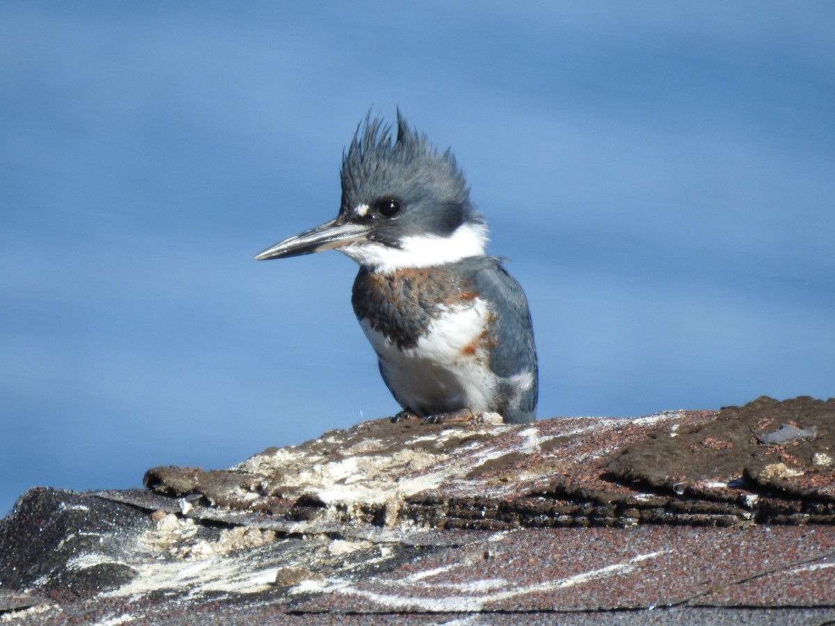 Belted Kingfisher - ML643172624