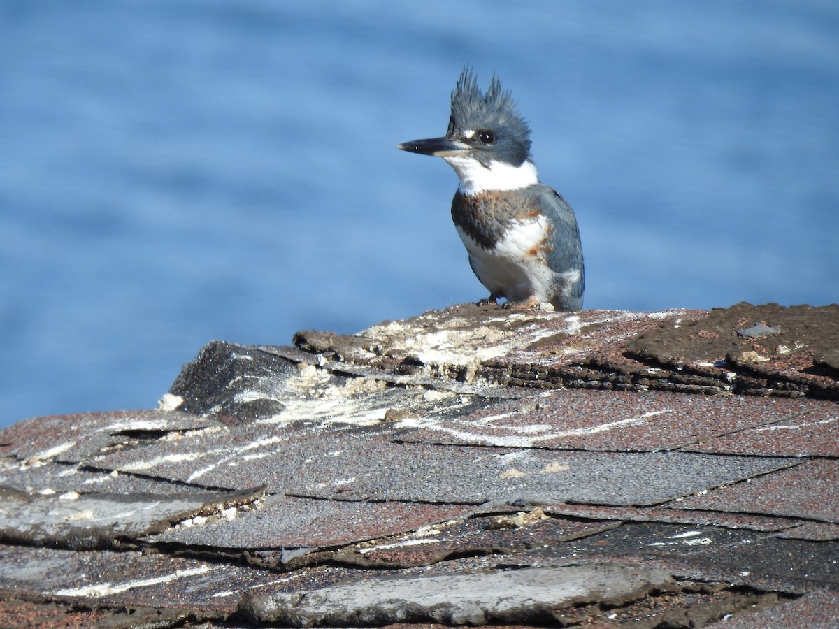 Belted Kingfisher - ML643172625