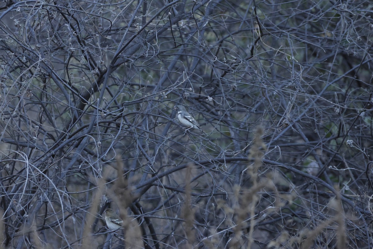 Parrot-billed Seedeater - ML643172626