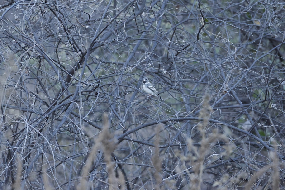 Parrot-billed Seedeater - ML643172627