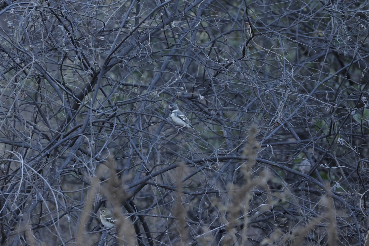 Parrot-billed Seedeater - ML643172628