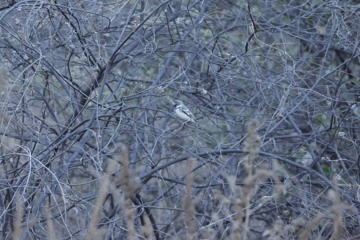 Parrot-billed Seedeater - ML643172629