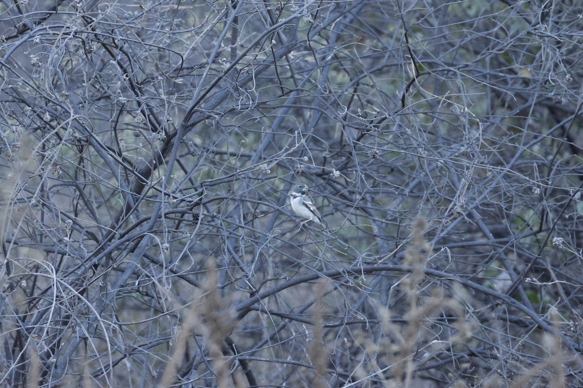Parrot-billed Seedeater - ML643172630
