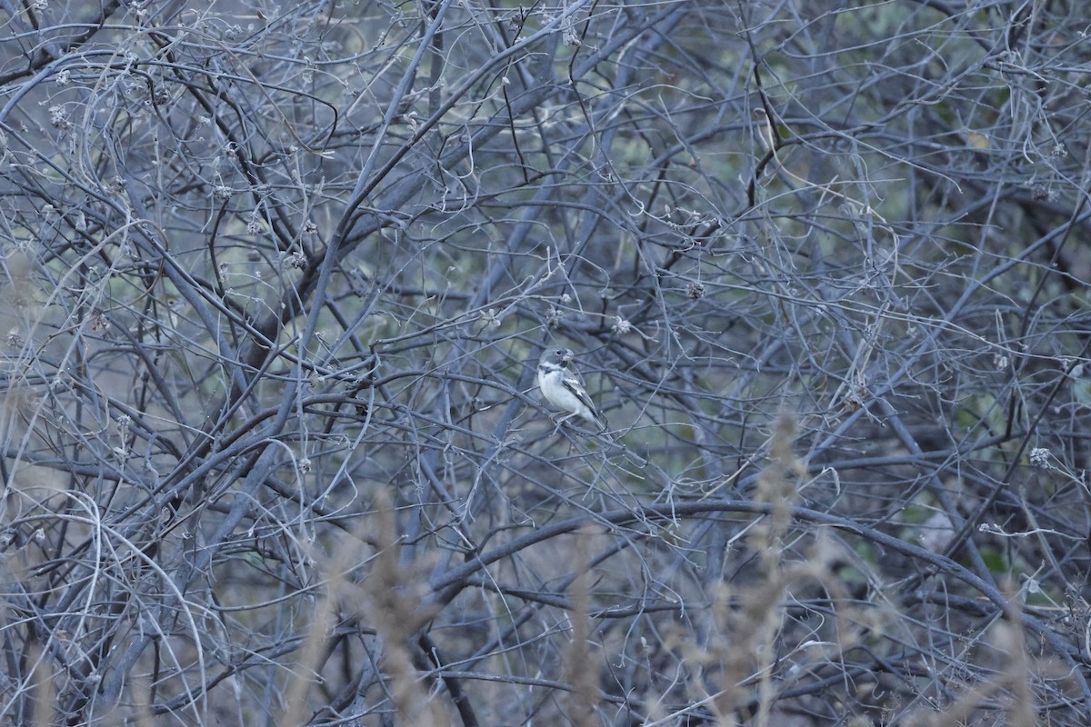 Parrot-billed Seedeater - ML643172631