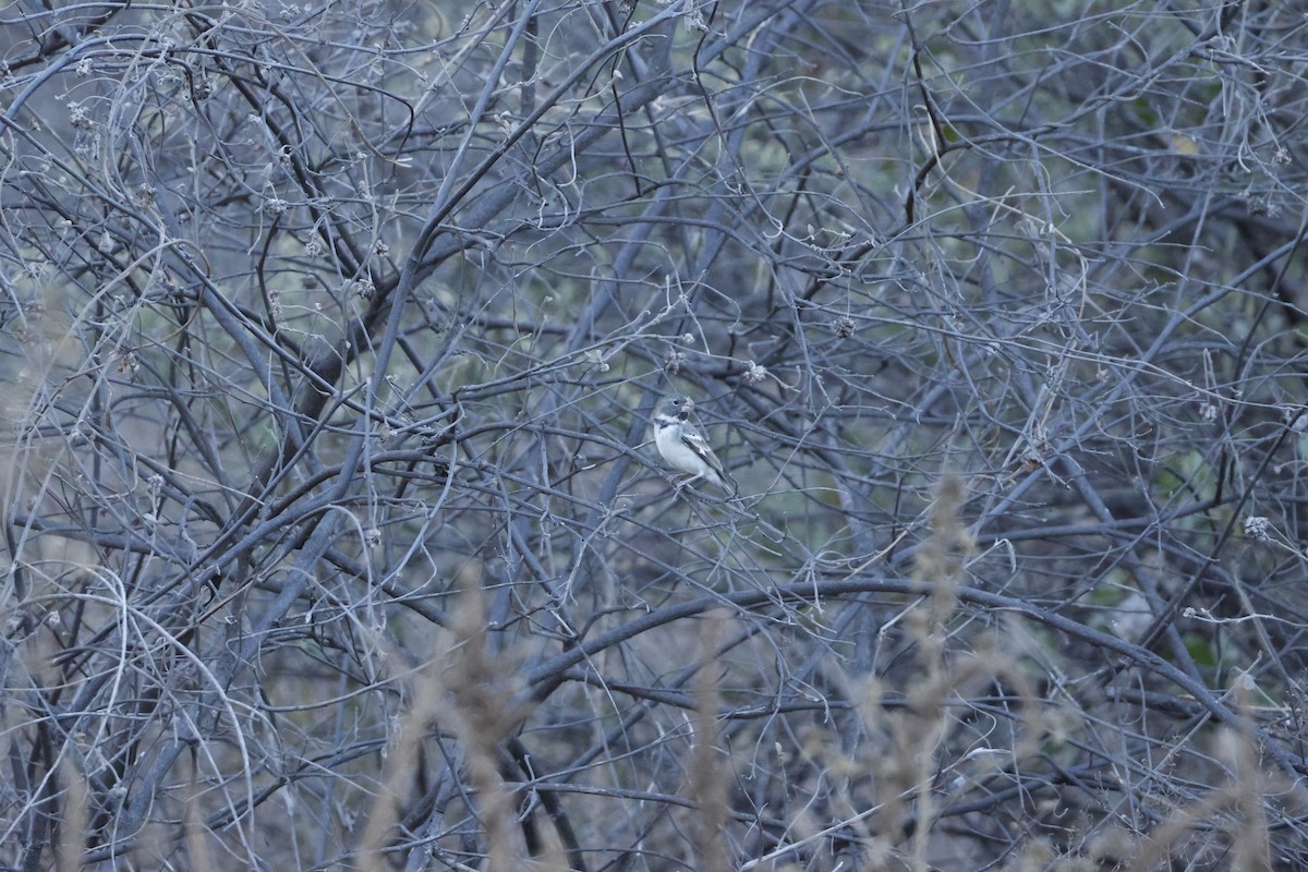 Parrot-billed Seedeater - ML643172632